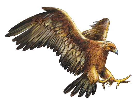 illustration d'aigle